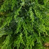Nearly Natural 3' Pre-Lit Artificial Lightly Snowed Cypress Christmas Tree in Decorative Weaved Basket - 3 of 4