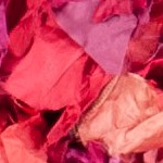 fuchsia/multi