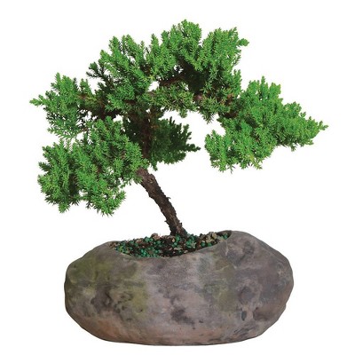 Mound Over Rock Live Houseplant Green - Brussel's Bonsai