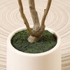 DR.Planzen 5-7FT Artificial Olive Tree with Round White Planter, Pre Potted Fake Plant for Home Decor - 4 of 4