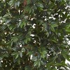 7.5" Lychee Tropical Evergreen Silk Tree - Nearly Natural - image 2 of 3