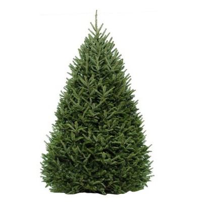 live christmas tree