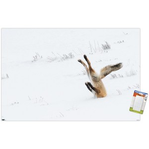 Trends International The Comedy Wildlife Photography Awards: Angela Bohlke - Diving Fox Unframed Wall Poster Prints - 1 of 4