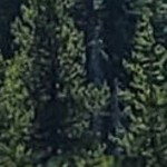 rustic pine black narrow