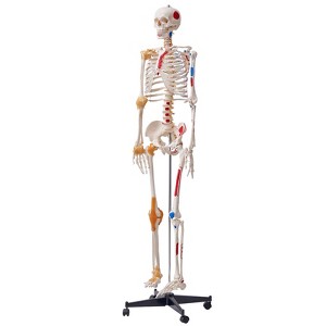 VEVOR Human Skeleton Model for Anatomy, 71.65" Life Size, Accurate PVC Anatomy Skeleton Model with Ligaments, Movable Arms, Legs & Jaw - 1 of 4