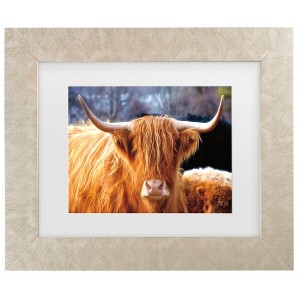 Trademark Fine Art - Nathan Larson Highland Cow Sunshine Matted Framed Art - 1 of 4
