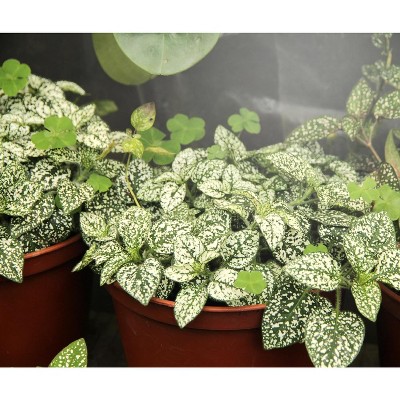 Daylight White Full Spectrum LED Grow Light Bulb