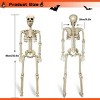 Racxily 2 Pack 36"Halloween Skeleton - 3 ft Life Size Human Skeleton with Full Body Posable Joints Plastic Skeleton for Halloween Skeletons Decor - 2 of 4