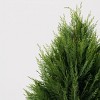 6.5" Leyland Cypress - 3 of 4