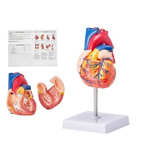 VEVOR Human Heart Model, 2-Part 1:1 Life Size, Anatomically Accurate Numbered Anatomical Heart Model with Anatomically Correct Structures, Red - 1 of 4