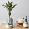 Savvy Blue - Good Little Garden™ - 2 of 4