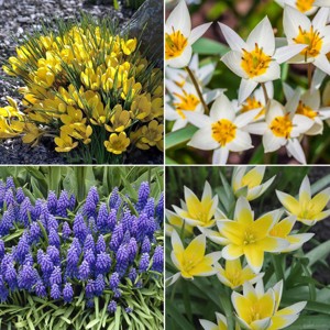 40pk Hummingbird Garden Nature Friendly Collection Assorted Bulbs - National Plant Network: Perennial Attracts Pollinators - 1 of 3