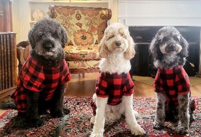 Buffalo Check Matching Family Dog Pajamas - Wondershop™ - Black/Red - S