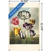 Trends International Tulips from the The Temple of Flora Unframed Wall Poster Prints - 3 of 4