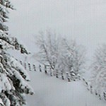 montalcino elm
