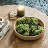 Artificial Succulent Filler Light - Threshold™: Indoor Tabletop Decor, Plastic Faux Flora, No Container - image 2 of 3