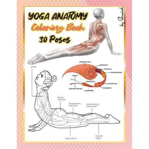 Download Yoga Anatomy Coloring Book By Penciol Press Paperback Target