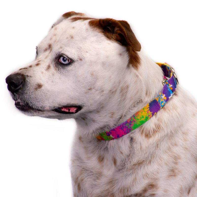 Country Brook Petz Paint Splatter Martingale Dog Collar, 3 of 8