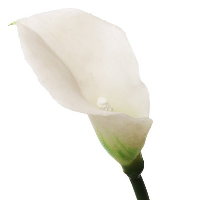 Floral Home 14" Rubber Cream Calla Lily - 24-Piece