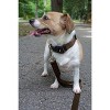 Country Brook Petz American Made Deluxe Nylon Dog Collar - 4 of 4