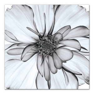 Creative Products Black and White Flower 36x36 Canvas Wall Art - 1 of 4