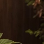 gray cushion/gray wicker