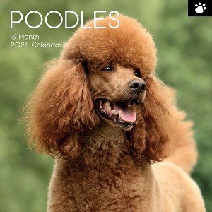 2026 Square Wall Calendar, Poodles, 16-Month Animals Theme with 180 Reminder Stickers (12x12 In) - 1 of 4