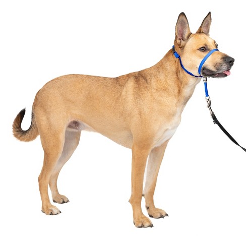 Dog store harness target