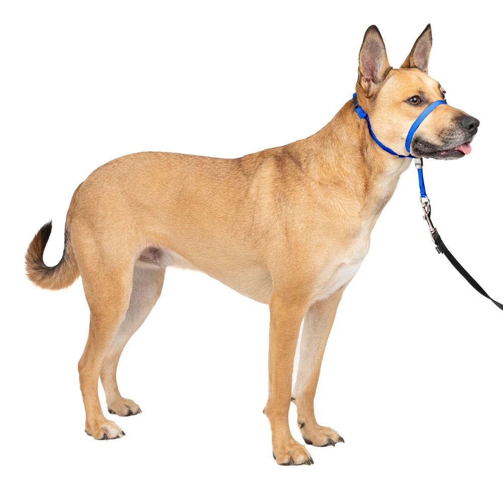 Photos - Collar / Harnesses PetSafe Gentle Leader Headcollar Adjustable Dog Harness - M - Royal Blue 