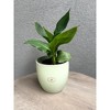 Tierra Garden 6.3" Matte Ceramic Basel Fashion Indoor Pot - 3 of 4