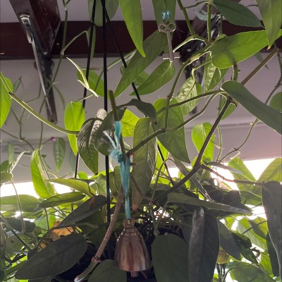 Guest review image 1 of 1, zoom in