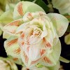 Van Zyverden 3ct Bulbs Amaryllis White Nymph Floor Planter Set - 2 of 4