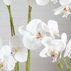 Nearly Natural 26-in Artificial Phalaenopsis Orchid Arrangement in Decorative Ceramic Vase (Real Touch) - 3 of 4