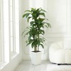 5-6ft UV & Sunproof Artificial Dracaena Tree for Indoor/Outdoor - Faux Silk Plant in Tall Planter, Tall Faux Tree for Home & Garden Decor - 2 of 4