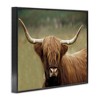 Stupell Industries Highland Cattle Shaggy Hair Country Animal Portrait Photography Framed Giclee Art - 2 of 4
