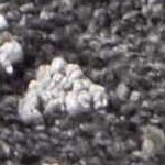 medium gray, gray, ivory, black, charcoal, tan