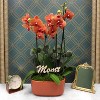 Green Circle Growers 10" Orange Orchid Houseplant Orange Planter - 3 of 4