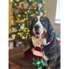 Midlee Christmas Striped Dog Scarf- Red/White & Green Pom Pom - 4 of 4