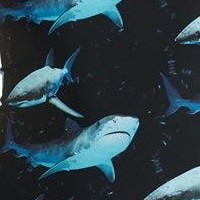 sharkies