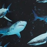 sharkies