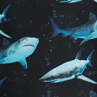 sharkies