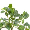 Vickerman Green Artificial Fittonia Bush - 2 of 3