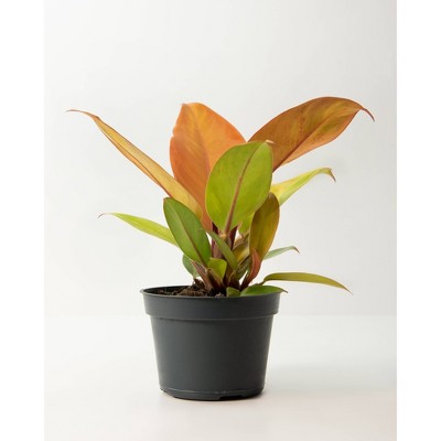 3pc Philodendron Prince of Orange - National Plant Network