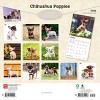 BrownTrout Chihuahua Puppies 2026 12"x24" Hanging Square Wall Calendar Plastic-Free - 2 of 4