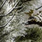 woods camo