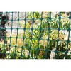 Tenax Plastic Garden Fence, 2 x 25-Feet, Green - 2 of 4