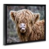 Stupell Industries Baby Cattle Licking Lips Floating Frame Canvas Art, Black, 21" x 17" - 2 of 4