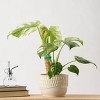 6" Monstera Mint Live Houseplant - Good Little Garden™ - 4 of 4