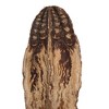 Vickerman Natural Botanicals 2.8" Mahogany Pods, Natural. Includes 100 pieces per unit - 2 of 4