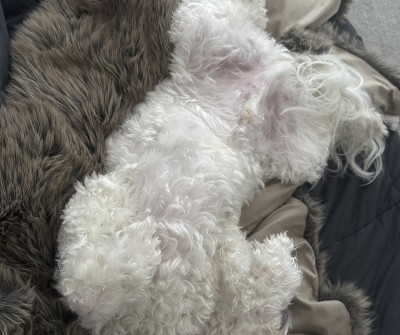 Guest review image 3 of 4, zoom in